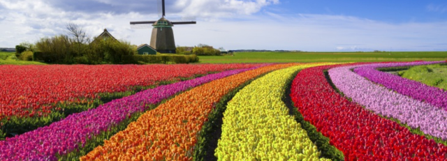 bloem2.png
